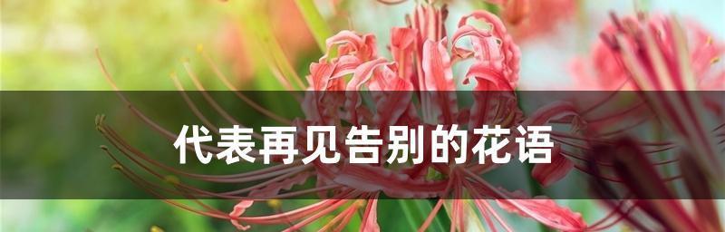 什么花代表放手的花语？了解花语背后的意义是什么？