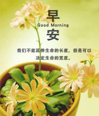 什么花代表奋斗精神？花语中奋斗的花有哪些？