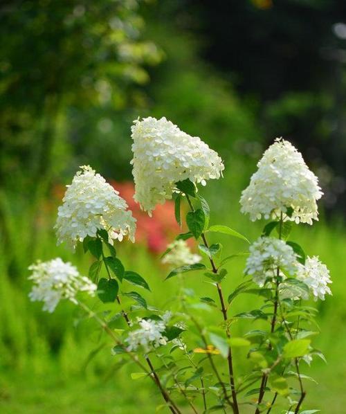 什么花代表复仇的花语？揭秘复仇花语的含义是什么？