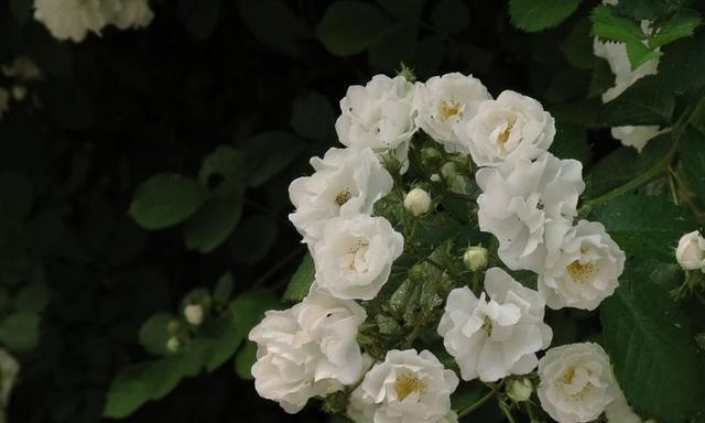 什么花的花语代表高冷？揭秘那些象征冷艳的花卉