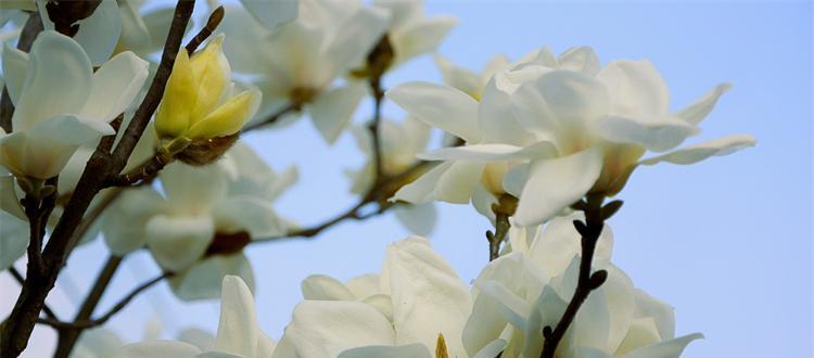 什么花的花语代表告白？如何用花表达爱意？