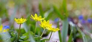 什么花代表孤独？花语中表达孤独的花卉有哪些？