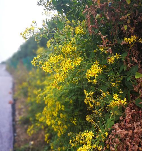 什么花代表故乡的花语？如何用花卉表达对故乡的思念？