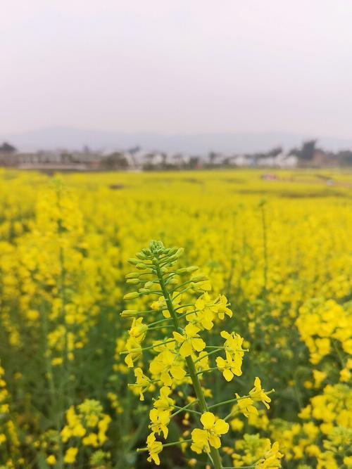 什么花代表加油努力？花语中有哪些鼓励的含义？