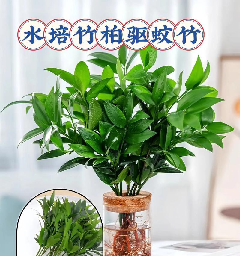 北方耐寒绿植盆栽有哪些？如何选择？