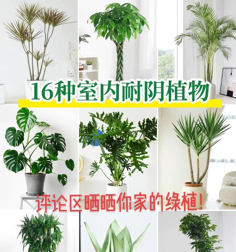 北方耐寒绿植盆栽有哪些？如何选择？