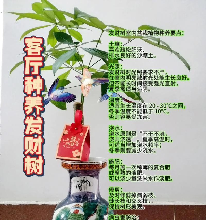 摇钱树搭配花盆美观的原因是什么？