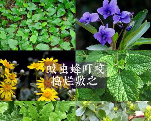 院子里种植哪些花草可以治疗叮咬？如何利用花草治疗蚊虫叮咬？