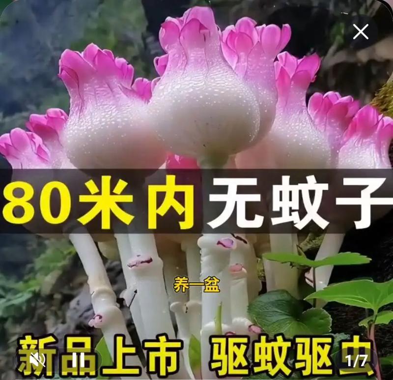 院子里种植哪些花草可以治疗叮咬？如何利用花草治疗蚊虫叮咬？