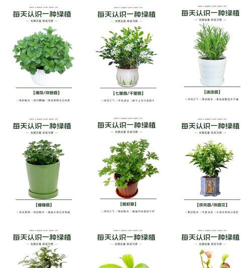 院子里种植哪些花草可以治疗叮咬？如何利用花草治疗蚊虫叮咬？