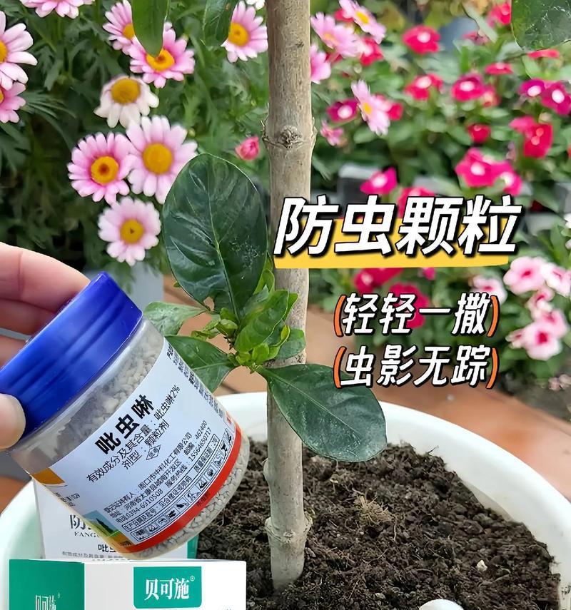 花盆里的细小白色虫子是什么？它们会传播疾病吗？