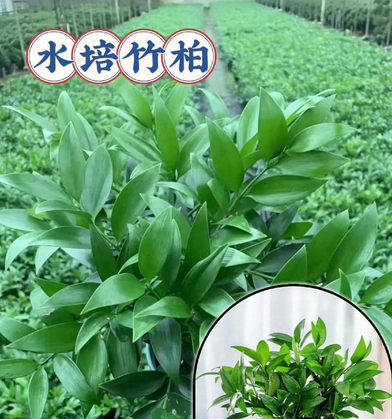 室内适合种植哪些不怕涝的盆栽植物？选择标准是什么？