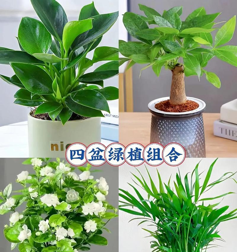 室内适合种植哪些不怕涝的盆栽植物？选择标准是什么？