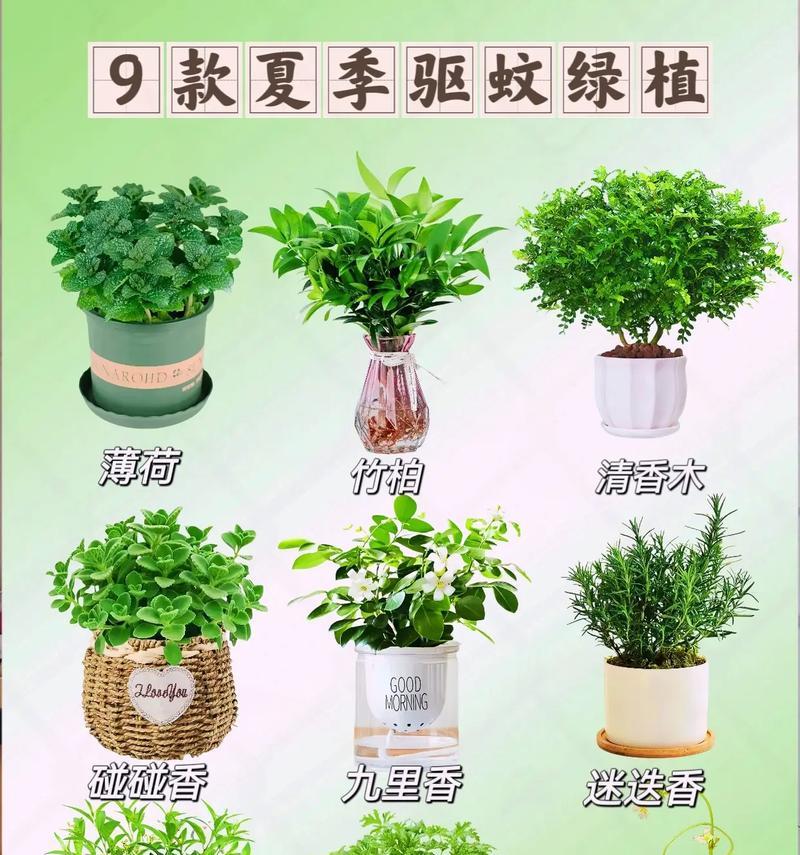 防蚊虫植物怎么选？喜欢花草味道又想驱蚊怎么办？