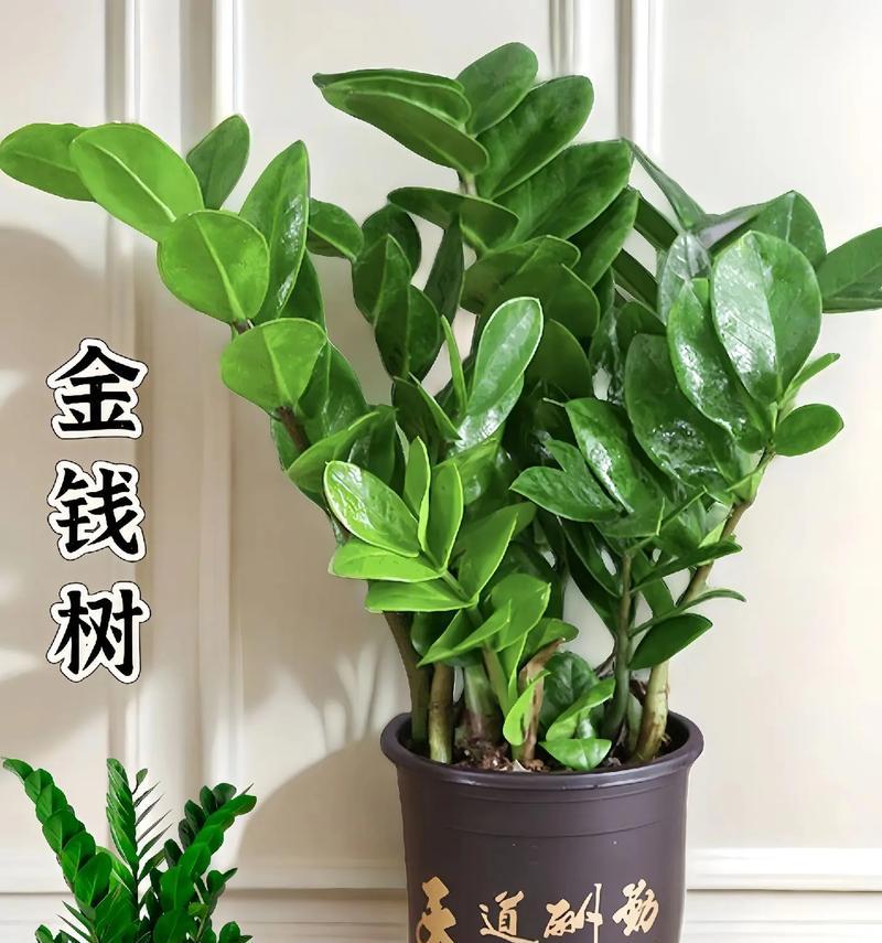 哪种花盆最适合种植金钱树？金钱树种植用什么花盆更美观？