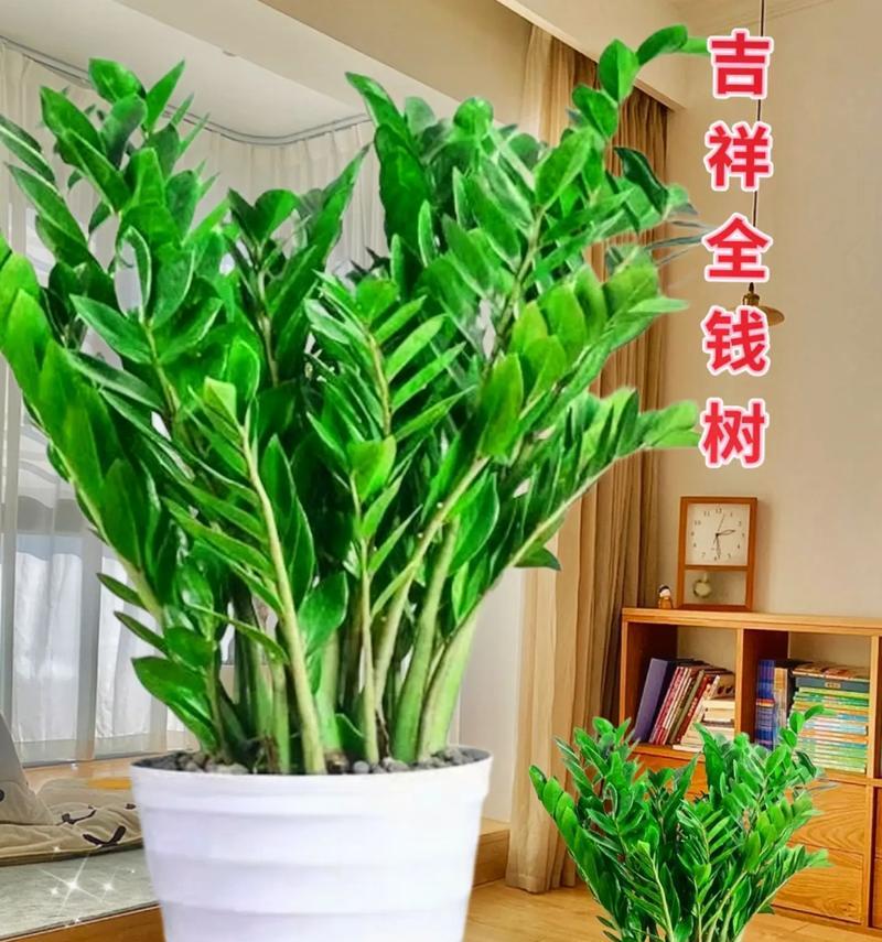 哪种花盆最适合种植金钱树？金钱树种植用什么花盆更美观？