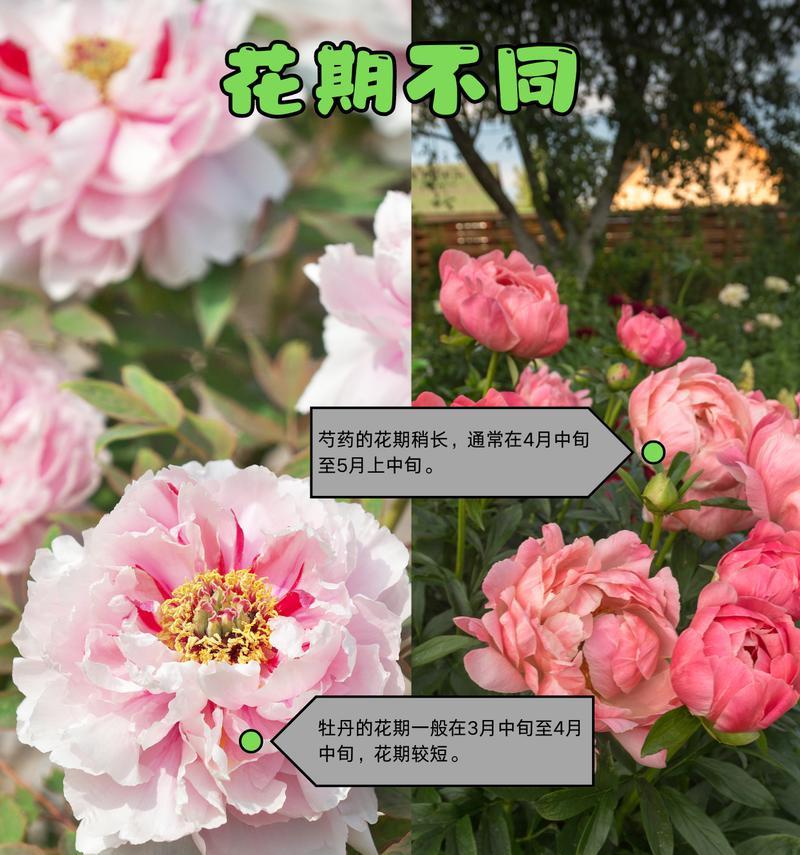 辨别花草品种有哪些方法？怎样确保品种的纯正？