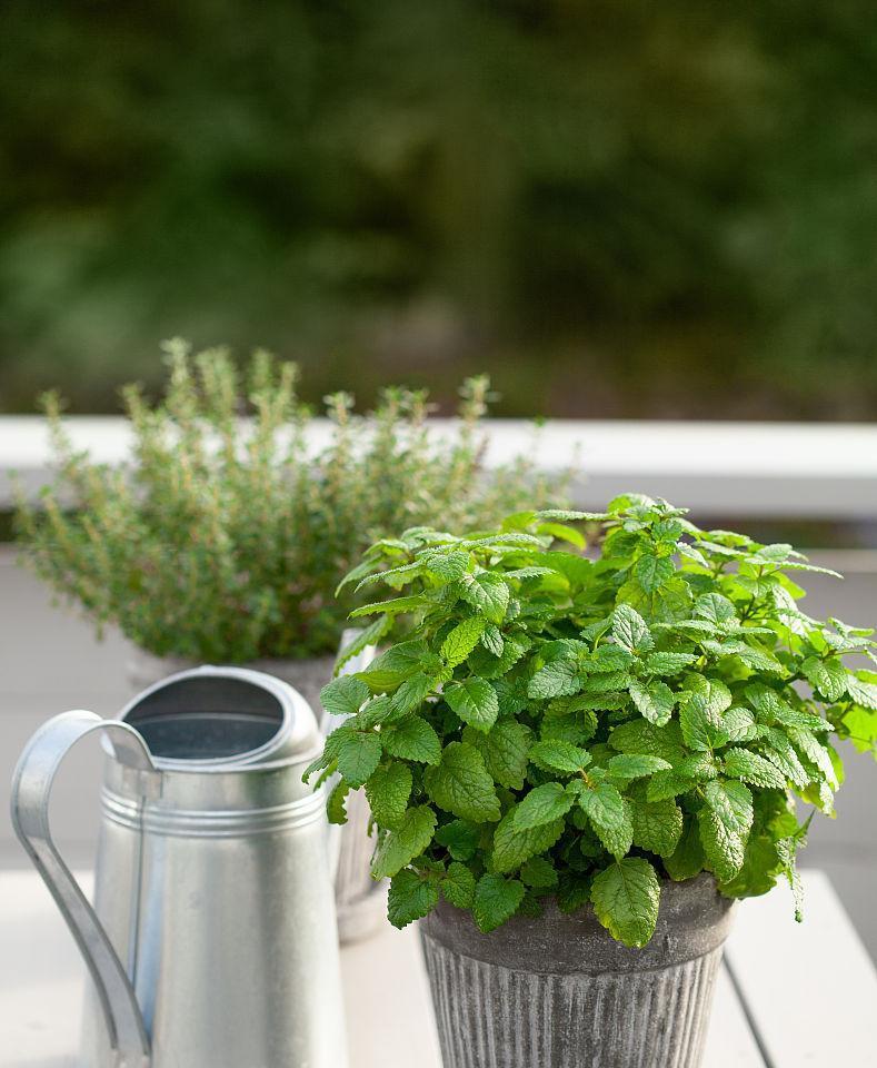 花盆里为何飞出蜜蜂？它们对植物有益吗？