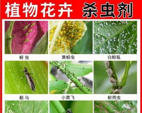 花盆白色小虫子是什么？有效去除方法是什么？