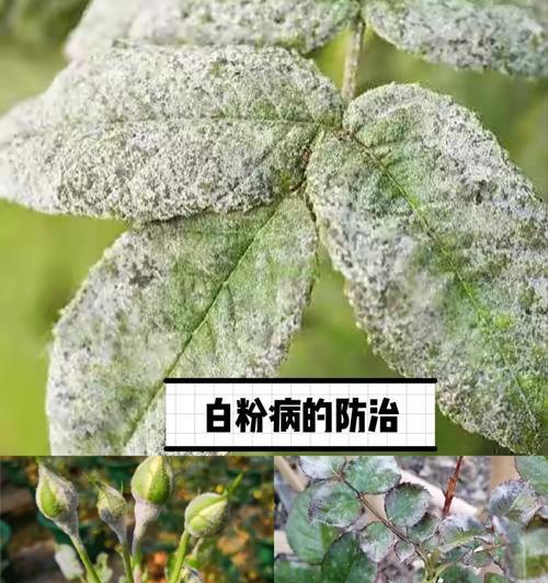 月季花盆中白色粉末的菌类是什么？