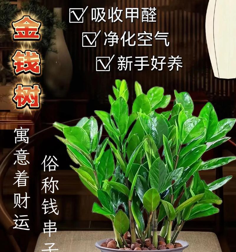 摇钱树插花盆快速生长的技巧是什么？