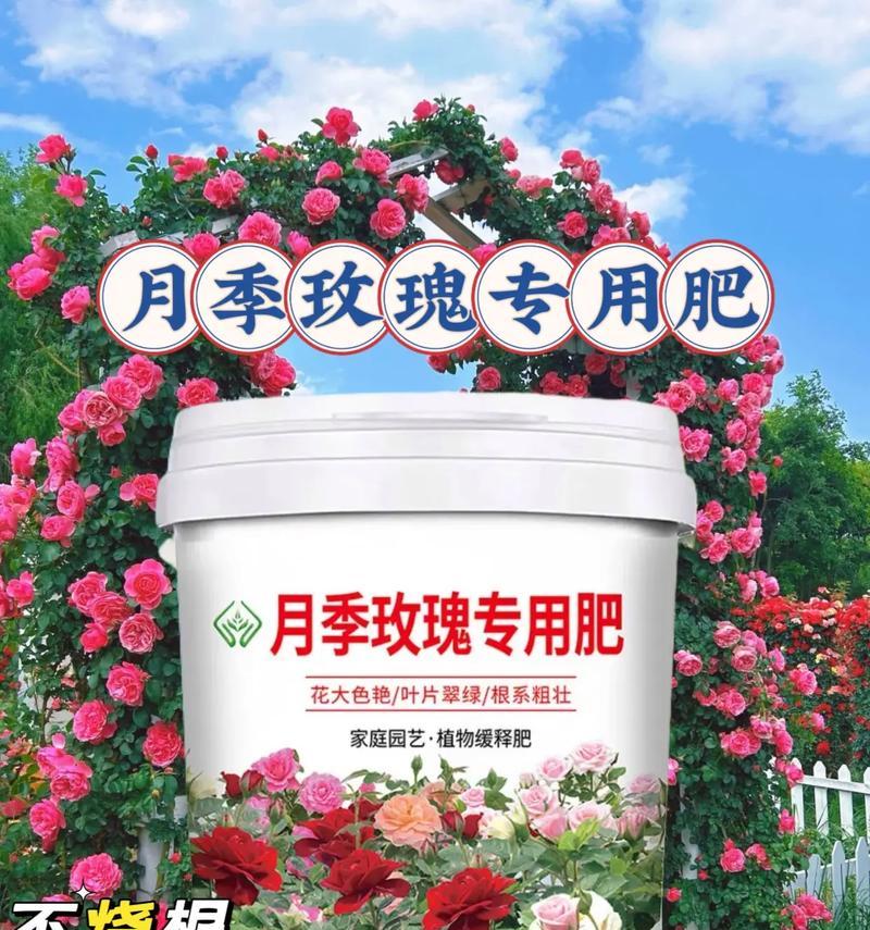 月季花盆出现黄色颗粒肥是正常现象吗？原因是什么？