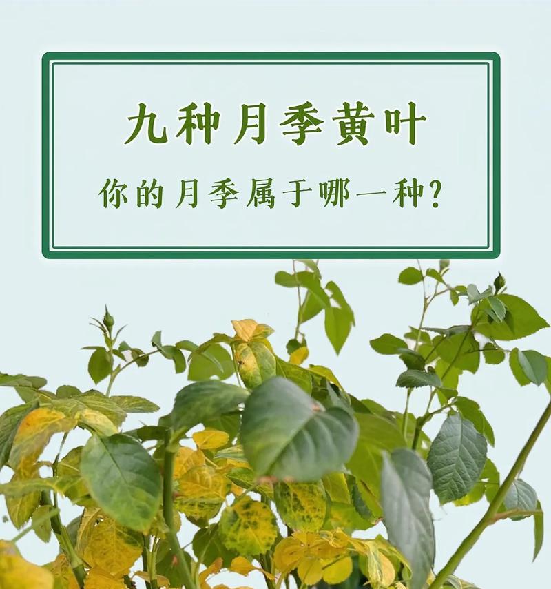 月季花盆出现黄色颗粒肥是正常现象吗？原因是什么？