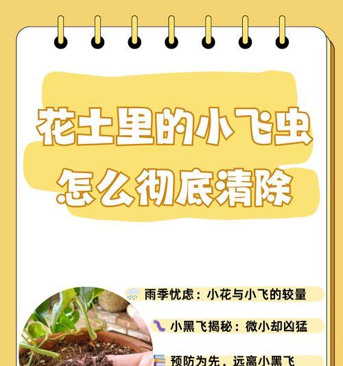 花盆小黑飞虫产生的原因是什么？如何预防？