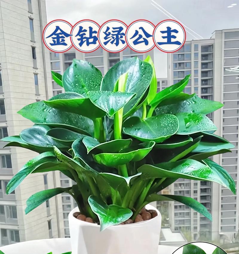 大盆栽植物如何选择既好养又美观的品种？