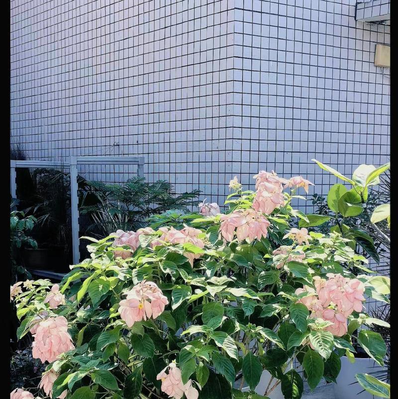 金粉观叶植物有哪些特点？适合室内养殖吗？