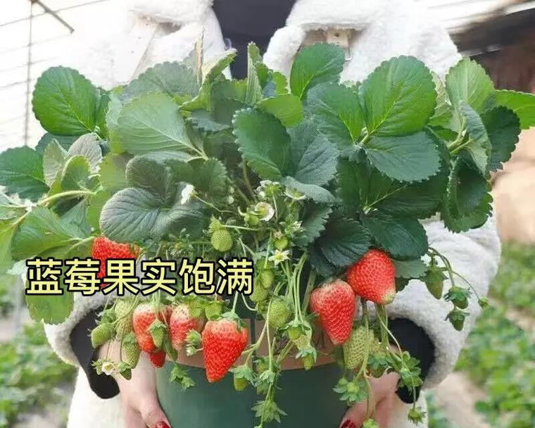 草莓苗盆栽种植多久能结果？如何提高结果率？