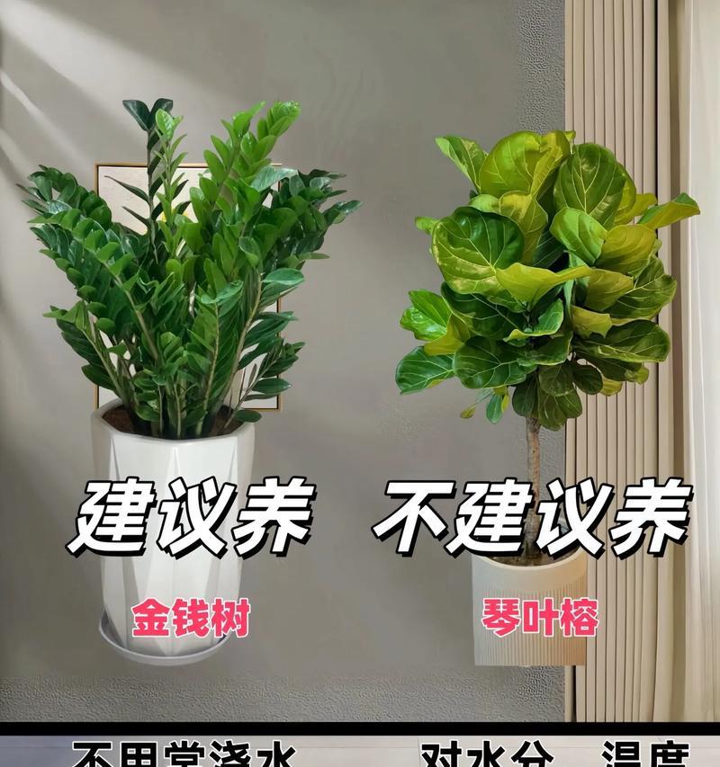 摇钱树种植时花盆大小如何选择？多大的花盆最适合？