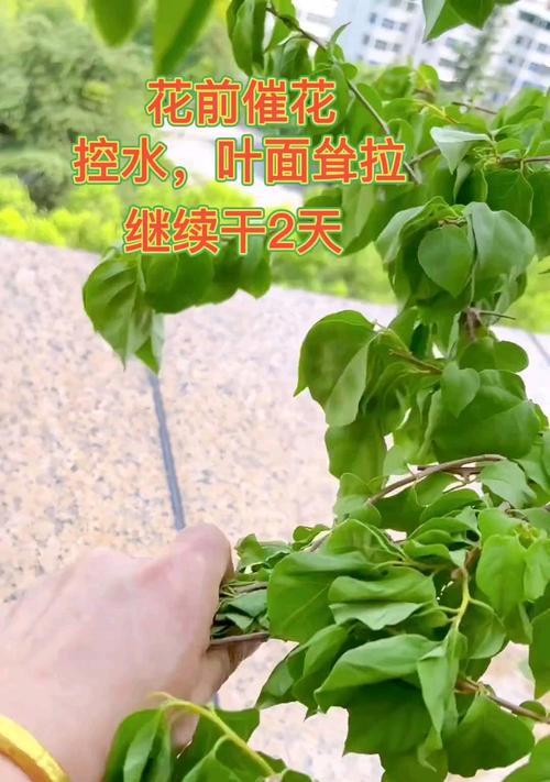 三角梅嫩芽被虫害怎么办？防虫吃嫩芽的有效方法是什么？