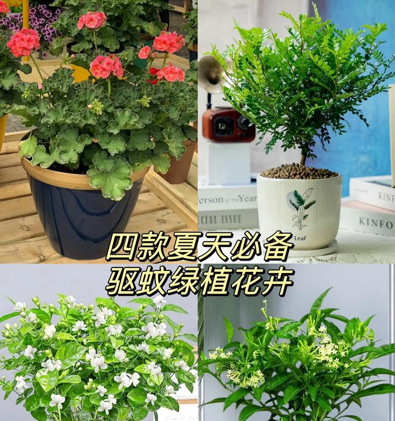 夏天哪些花草具有驱蚊效果？它们的作用是什么？