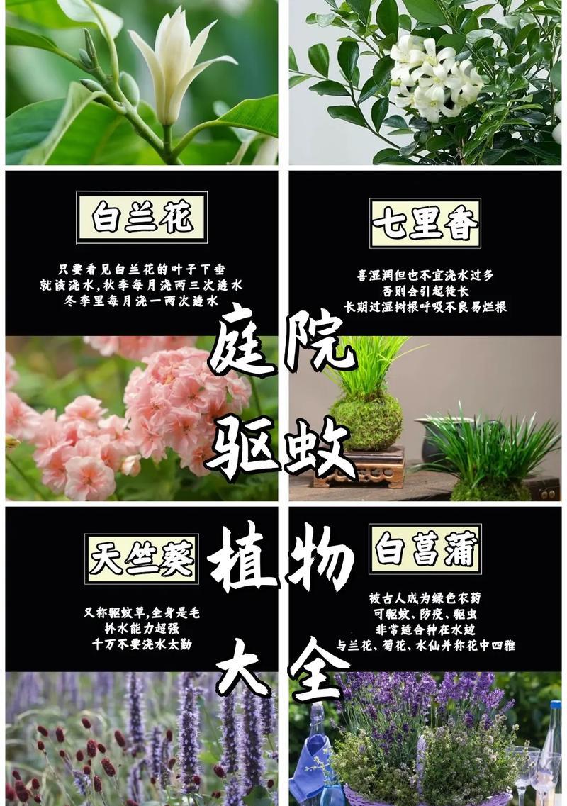 夏天哪些花草具有驱蚊效果？它们的作用是什么？