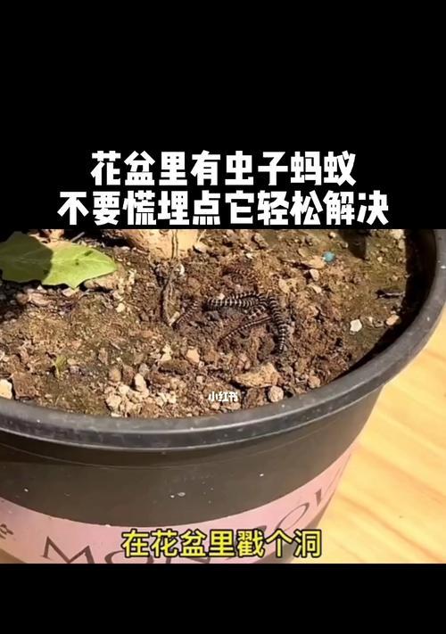 花盆土变粉末状且有虫是否还能使用？是否含有毒性？