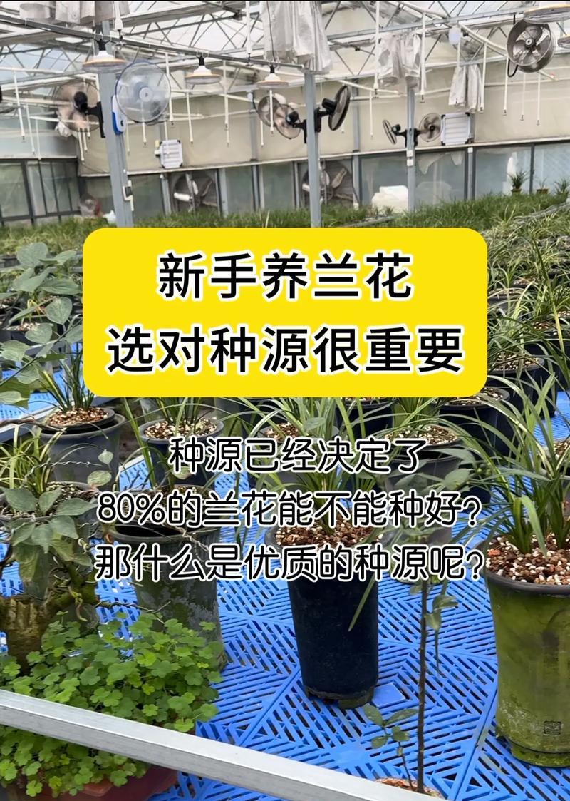 阳台养兰花去油污的小妙招是什么？