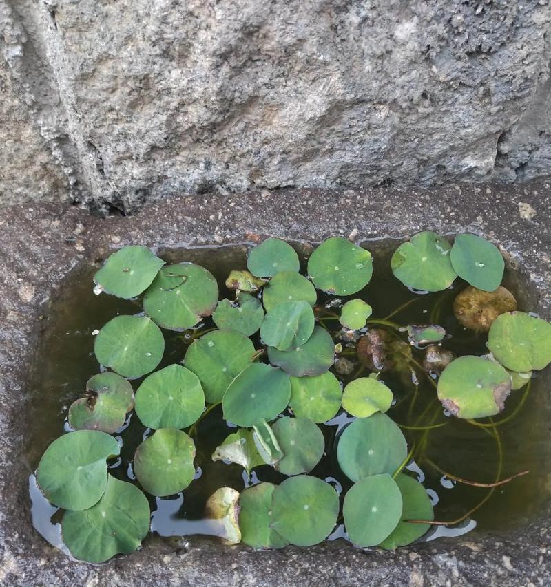 哪种水生植物最耐晒？如何选择耐晒的水生植物？