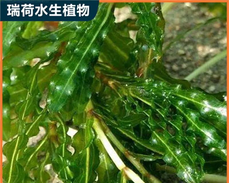 哪种水生植物最耐晒？如何选择耐晒的水生植物？