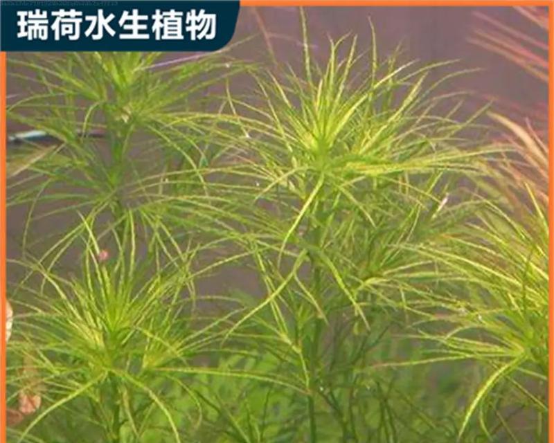 哪种水生植物最耐晒？如何选择耐晒的水生植物？