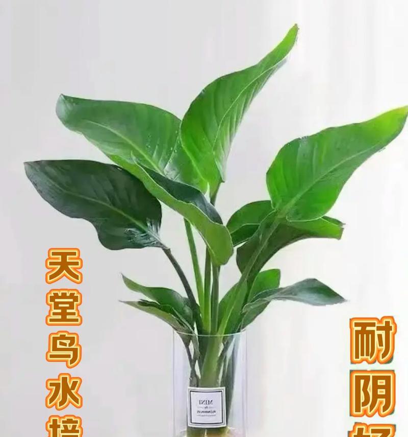 水培花盆白色粉末问题解决步骤？