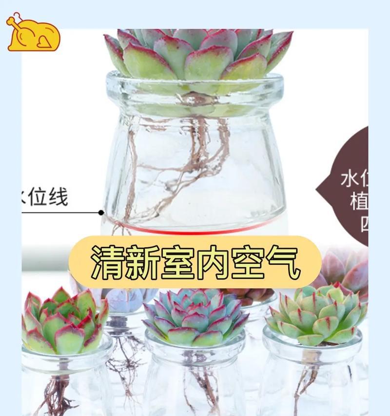 哪些水培植物不易淹死？正确水培方法是什么？