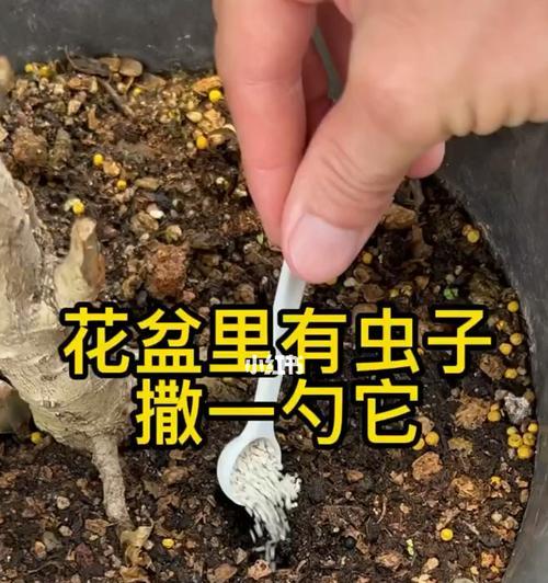 透明虫在花盆里是什么？它们是害虫吗？