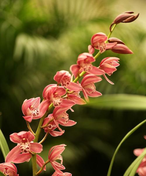 万全县兰花花头条的品质如何？万全县兰花的市场评价怎样？