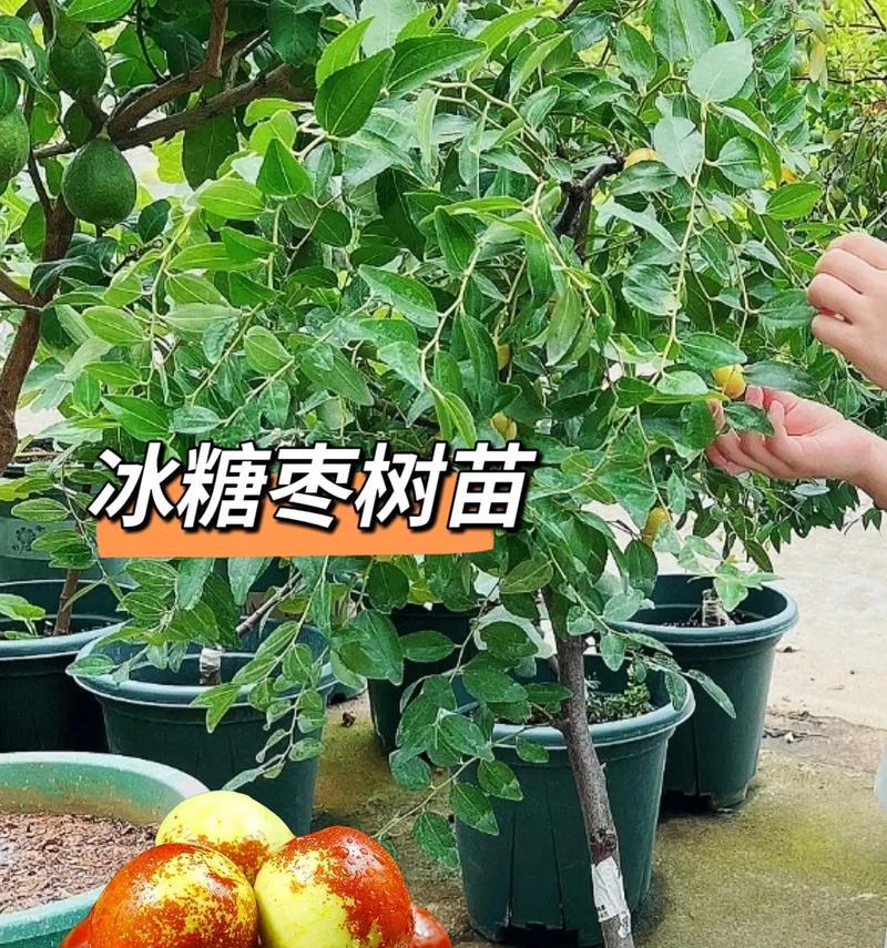 北方耐寒盆栽枣树推荐有哪些？选择品种时应注意什么？