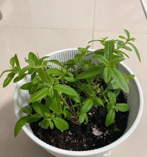 有效防蚊虫的植物有哪些？如何选择防蚊虫效果好的植物？