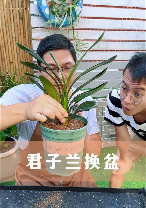 军子兰适合哪种花盆？如何挑选既美观又合适的花盆？