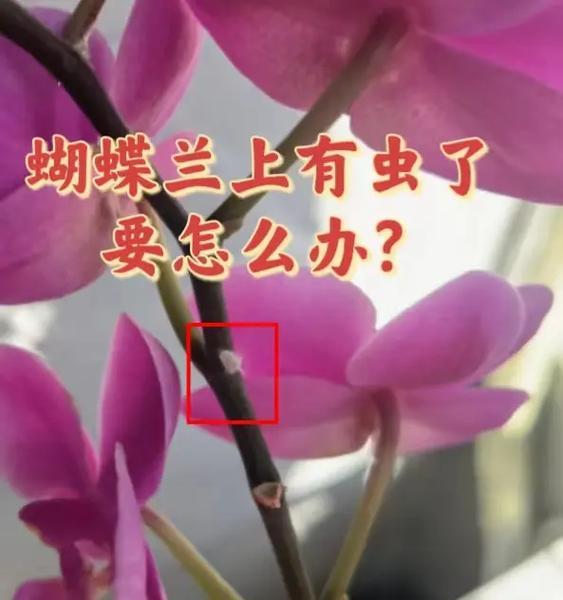 蝴蝶兰花土变黑是什么原因？如何处理？