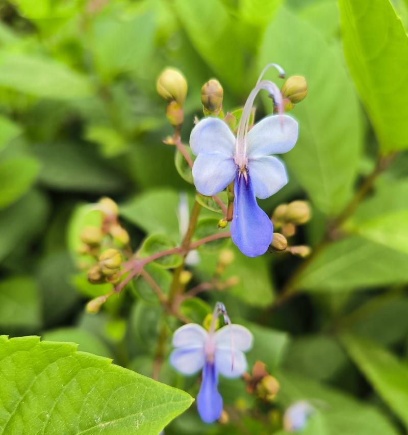 蓝蝴蝶花语是什么？如何正确解读蓝蝴蝶的花语含义？