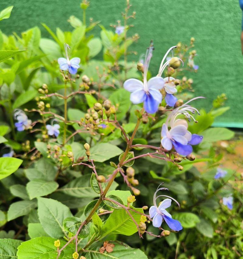 蓝蝴蝶花语是什么？如何正确解读蓝蝴蝶的花语含义？